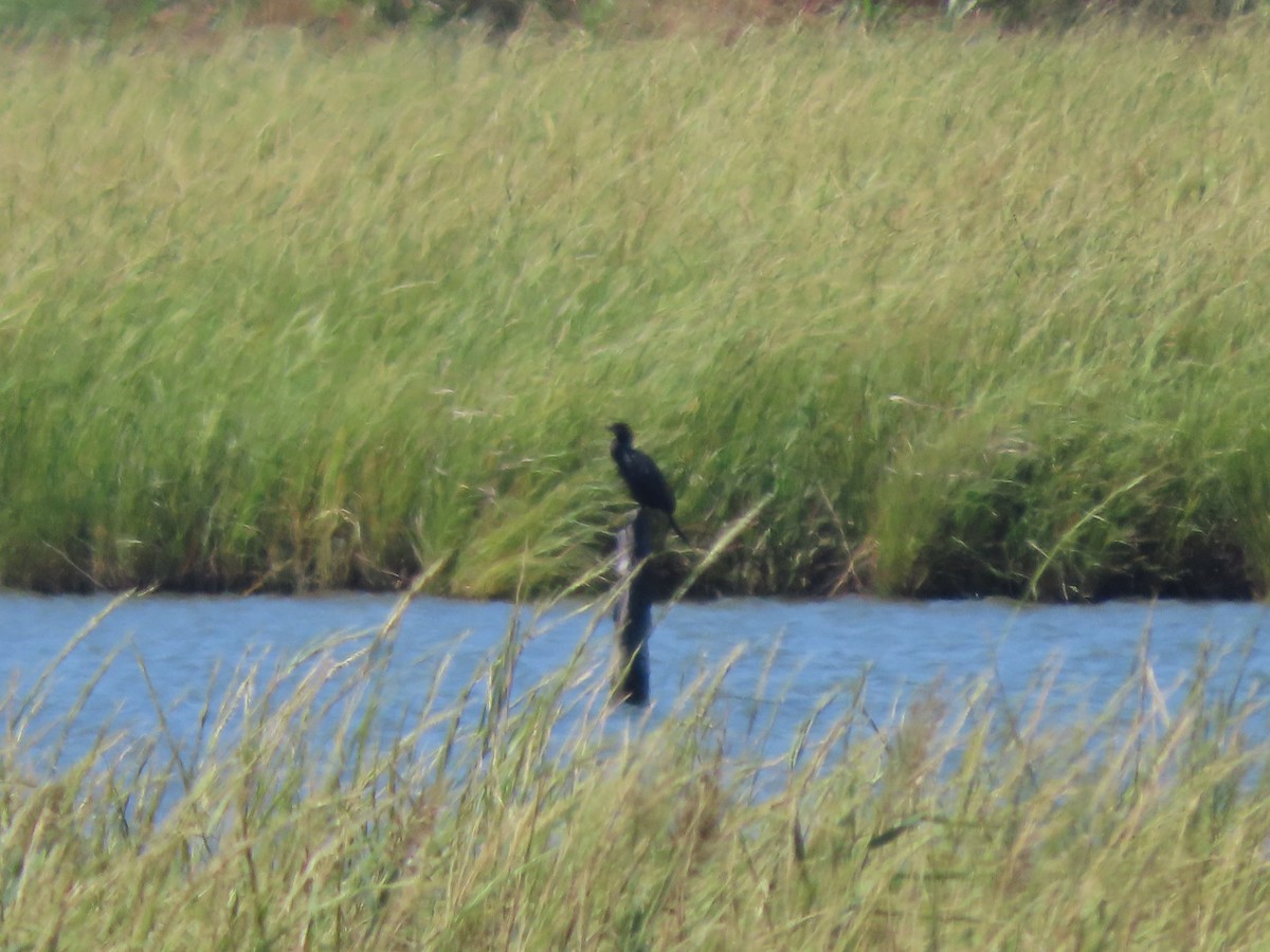 Neotropic Cormorant - ML645589639