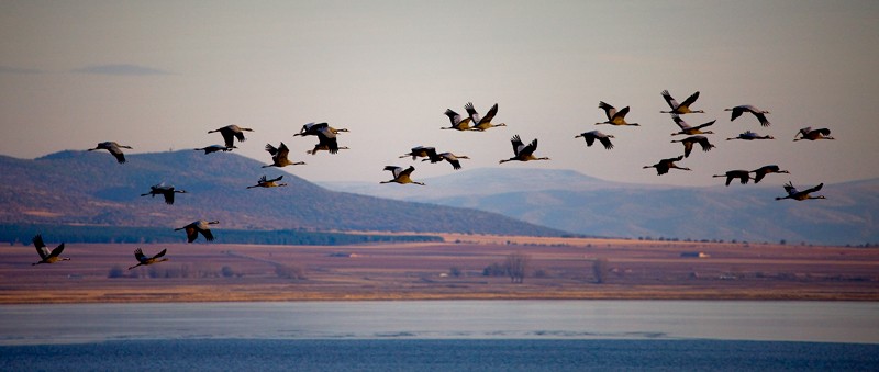 Common Crane - ML645589640