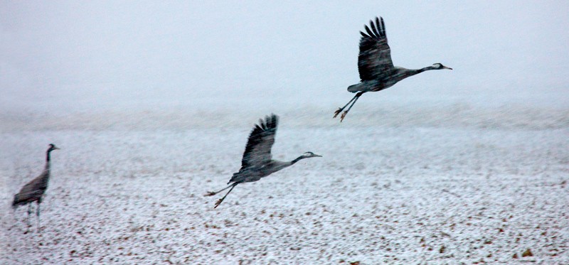 Common Crane - ML645589641
