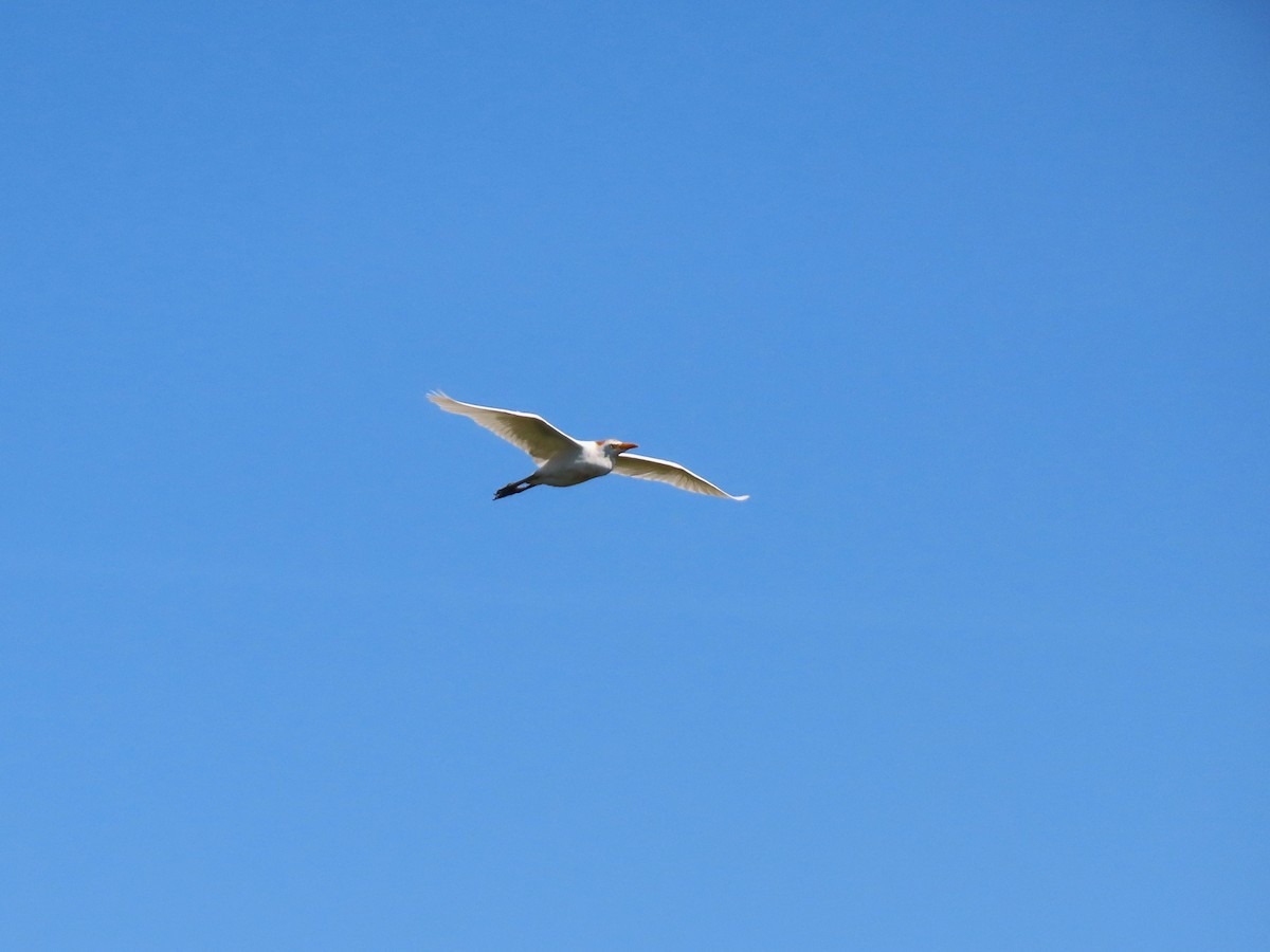 Western Cattle-Egret - ML645589642
