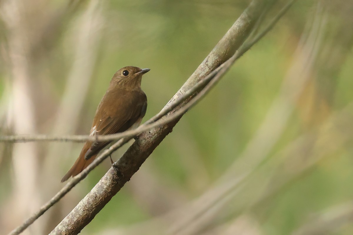 Blue-and-white Flycatcher - ML645589643