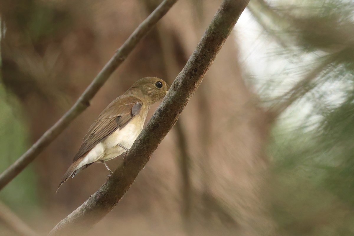Blue-and-white Flycatcher - ML645589644