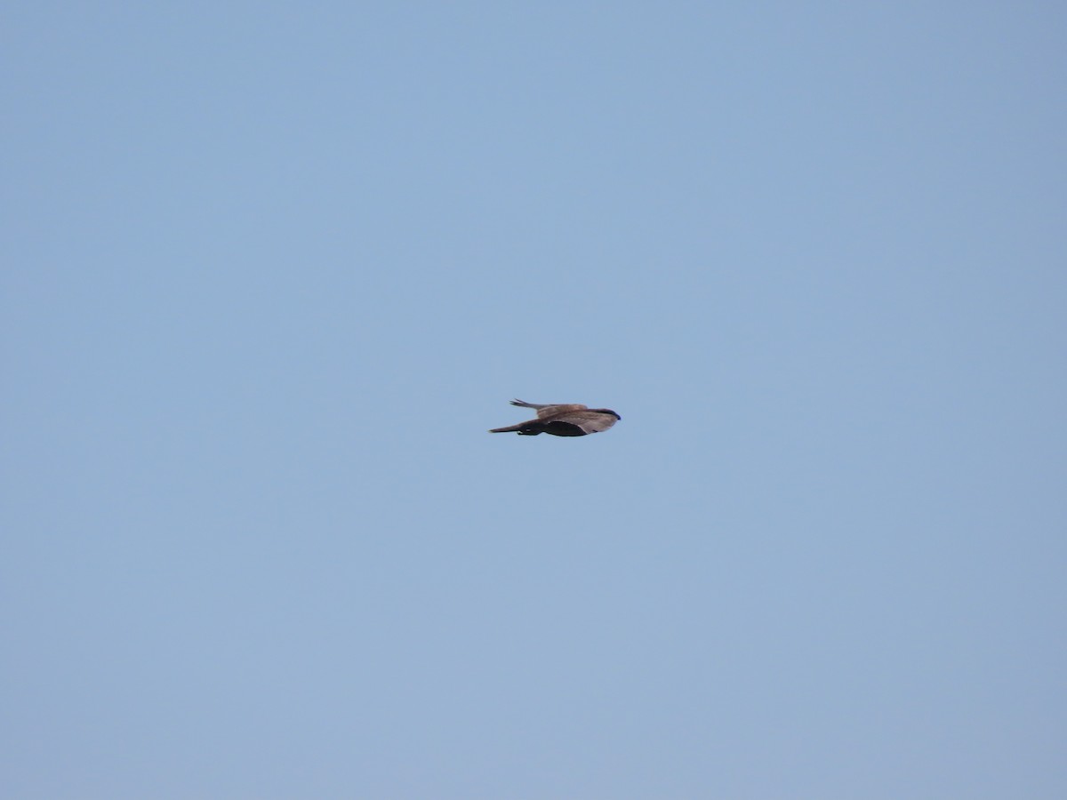 Peregrine Falcon - ML645589645