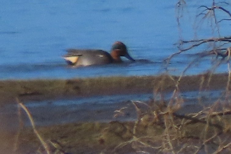 Green-winged Teal - ML645589646