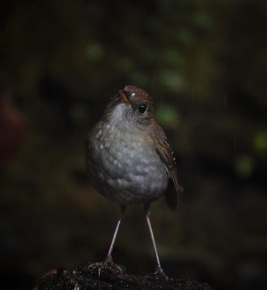 Ruddy-capped Nightingale-Thrush - ML645589647