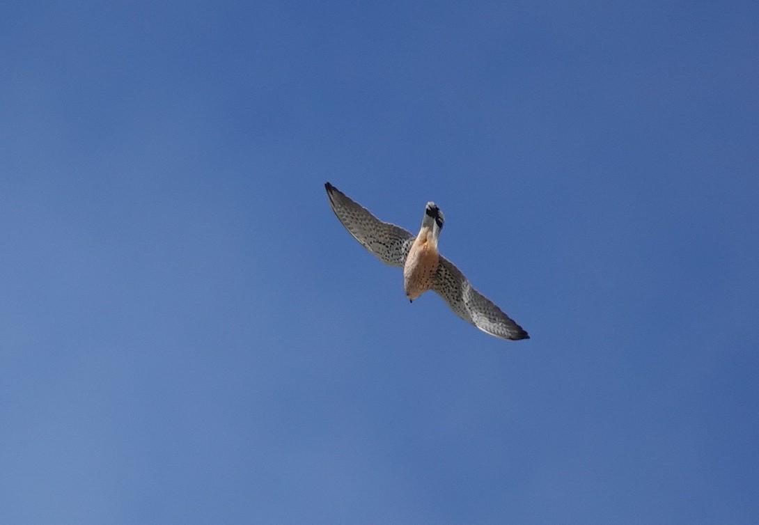 Eurasian Kestrel - ML645589648