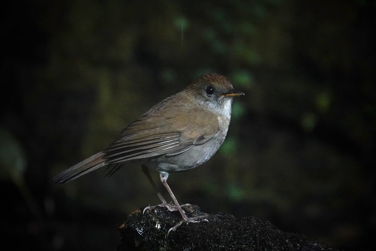 Ruddy-capped Nightingale-Thrush - ML645589649