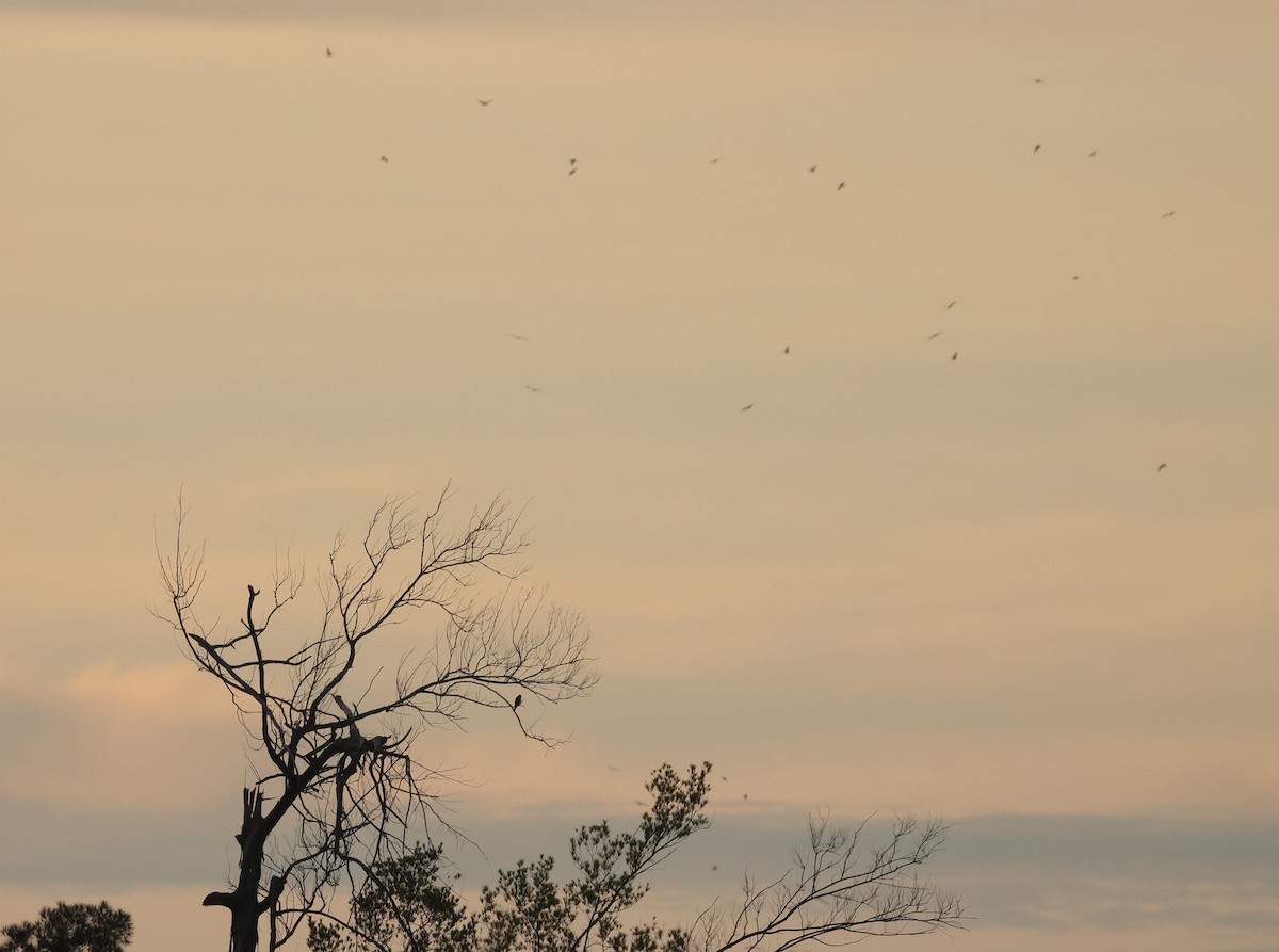 Eurasian Hobby - ML645589650