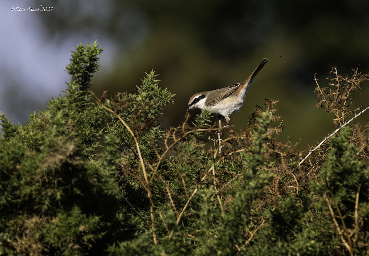 Red-tailed Shrike - ML645589651