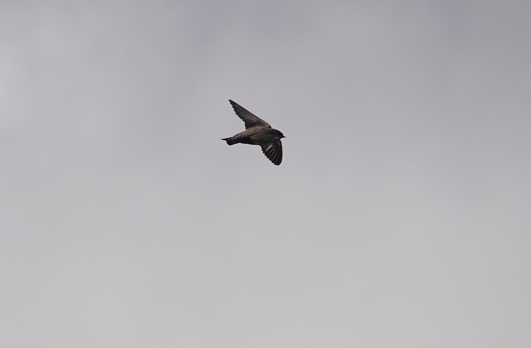 Eurasian Crag-Martin - ML645589652