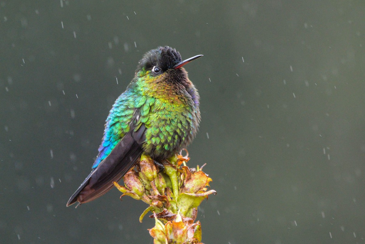 Fiery-throated Hummingbird - ML645589655