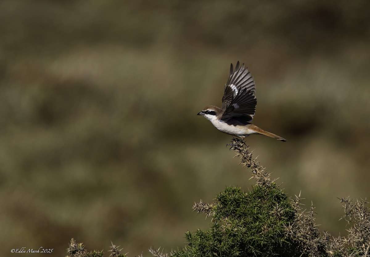 Red-tailed Shrike - ML645589656