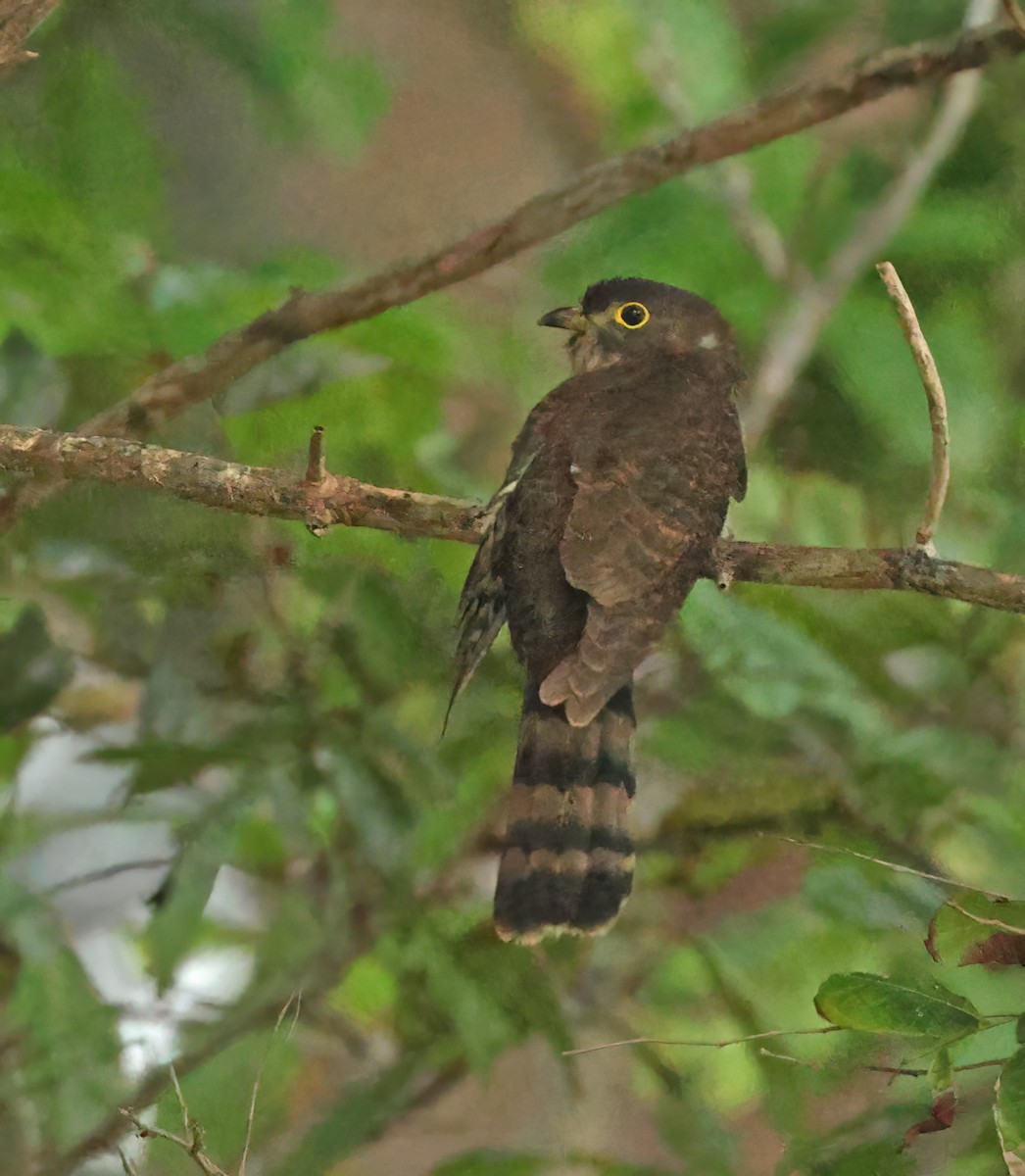Hodgson's Hawk-Cuckoo - ML645589661