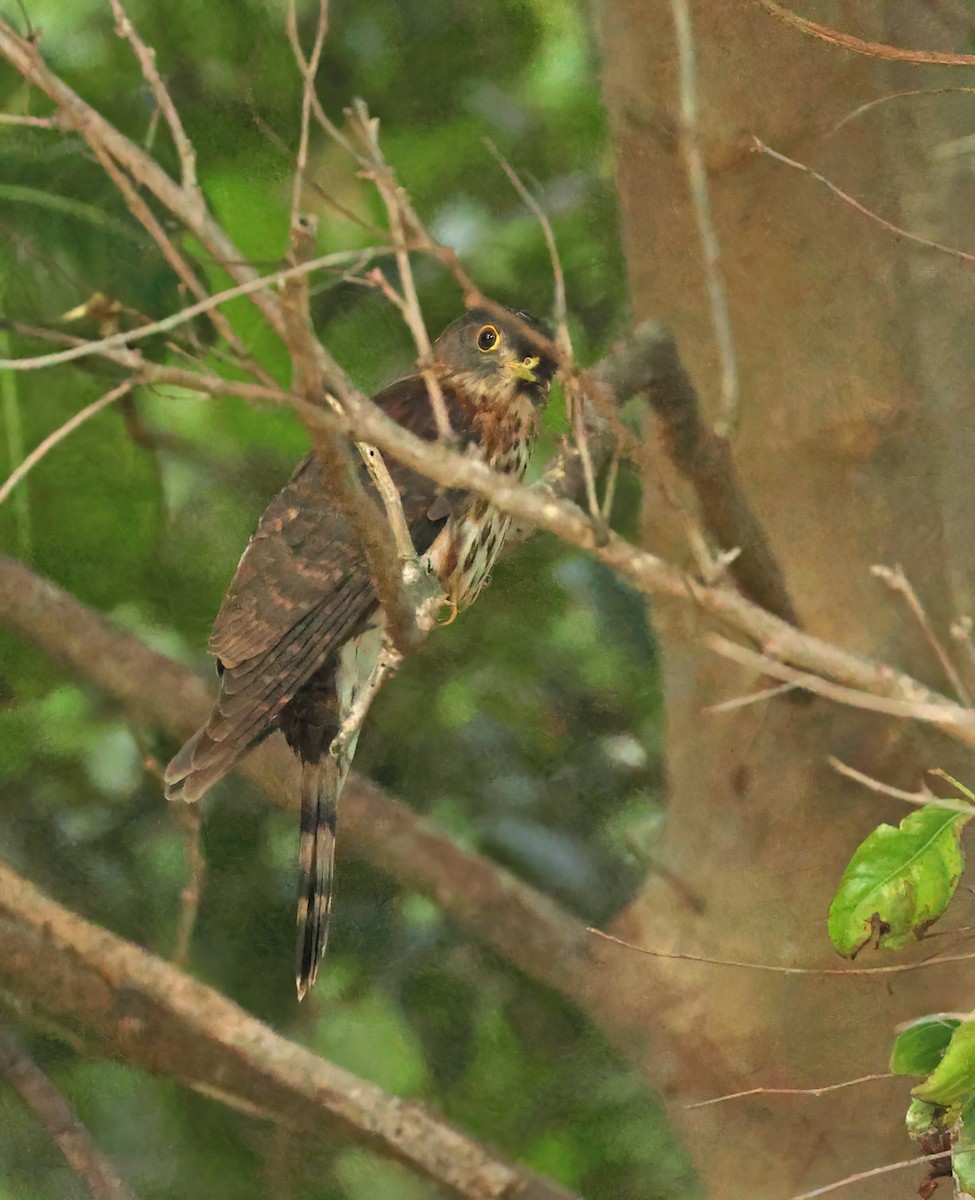 Hodgson's Hawk-Cuckoo - ML645589662