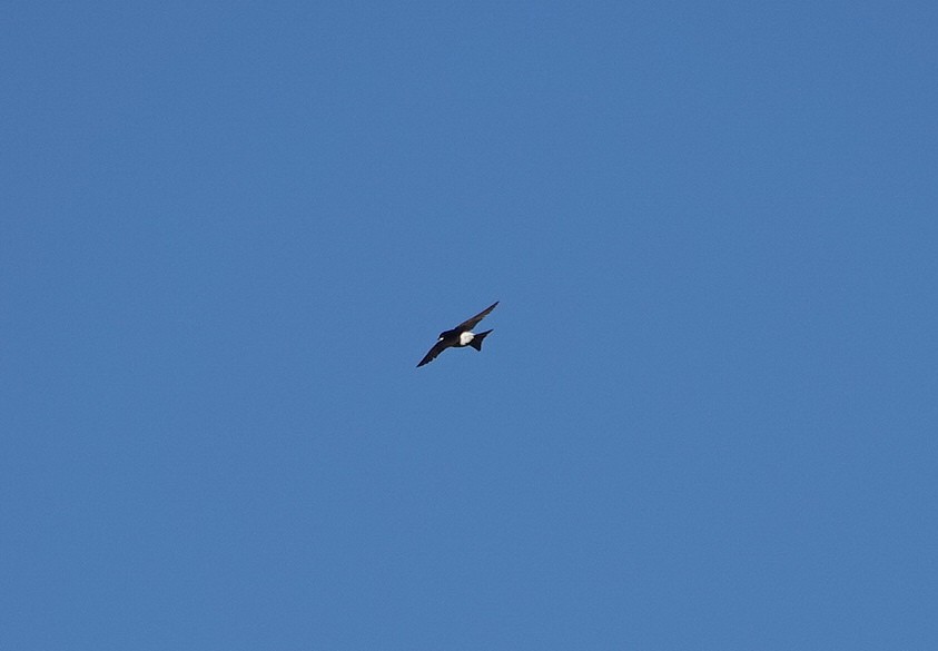 Western House-Martin - ML645589664