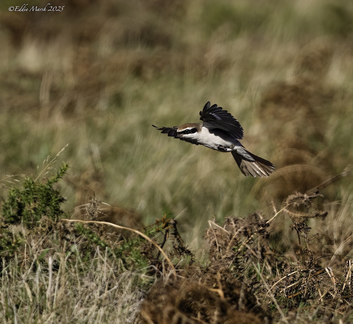 Red-tailed Shrike - ML645589666