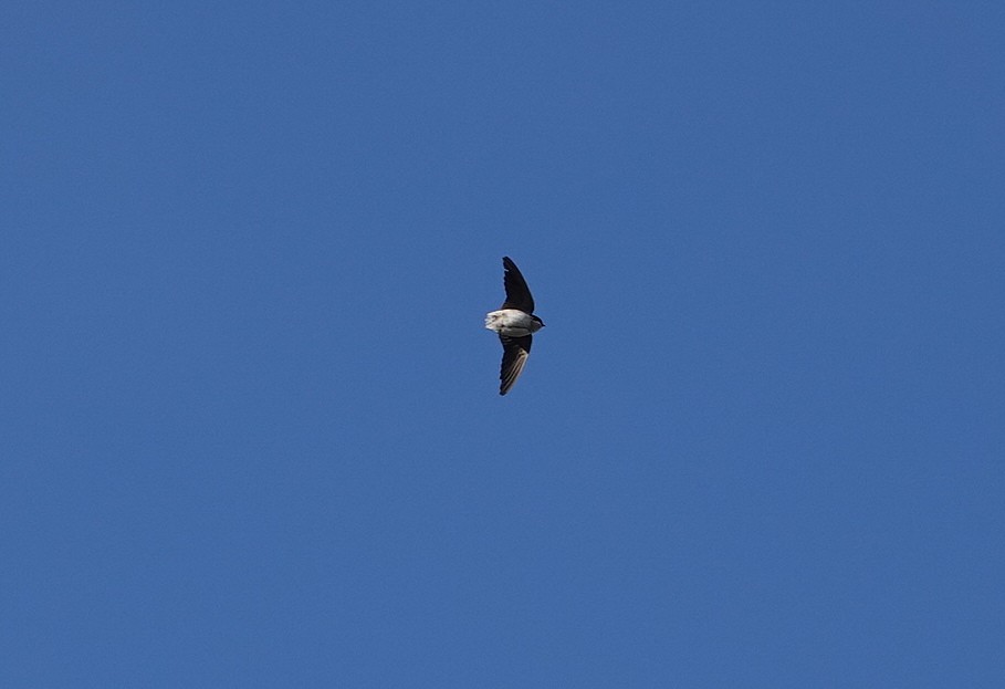 Western House-Martin - ML645589669