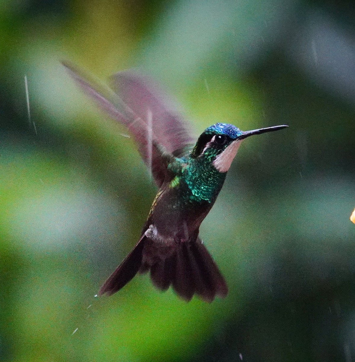 White-throated Mountain-gem - ML645589670