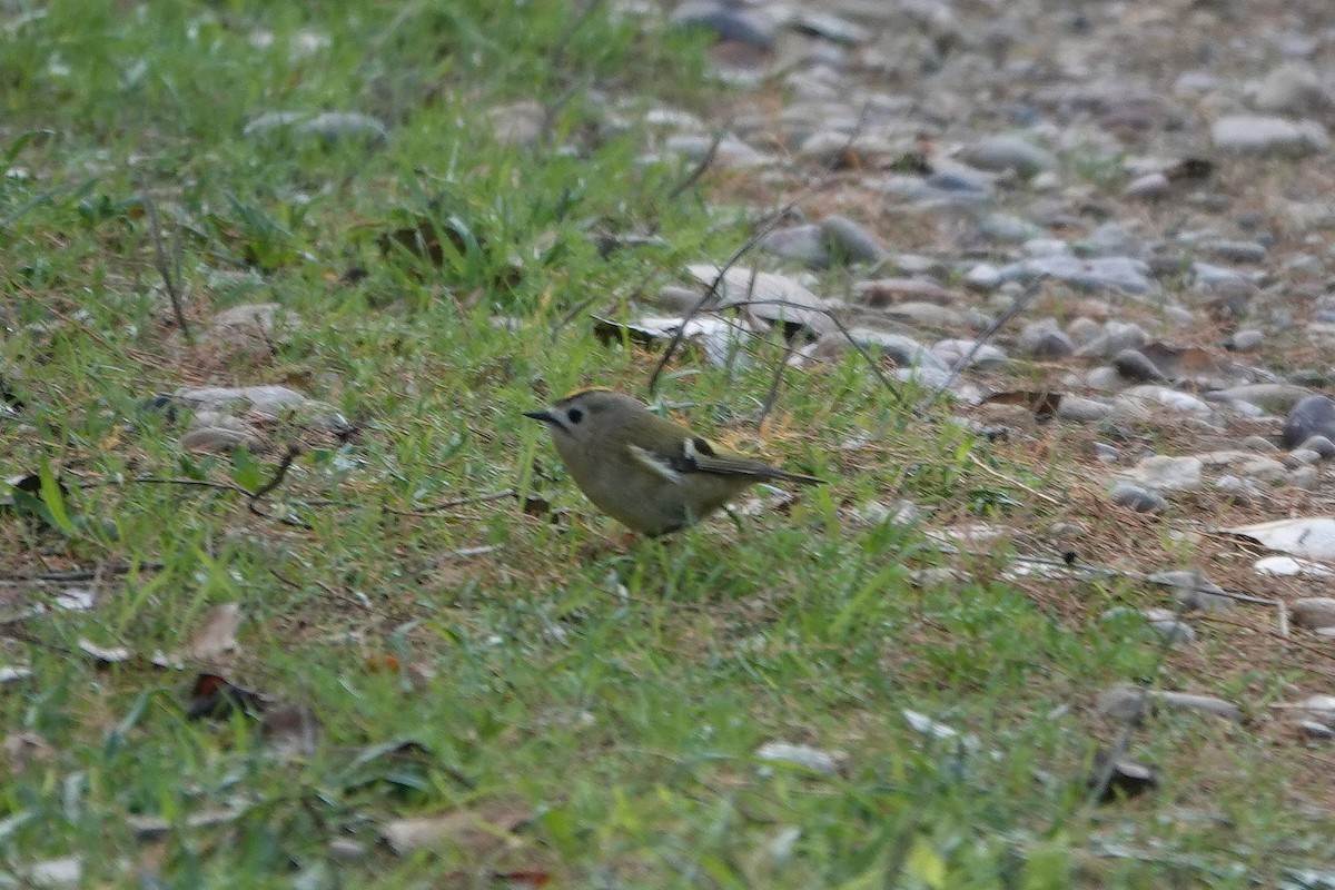 Goldcrest - ML645589671