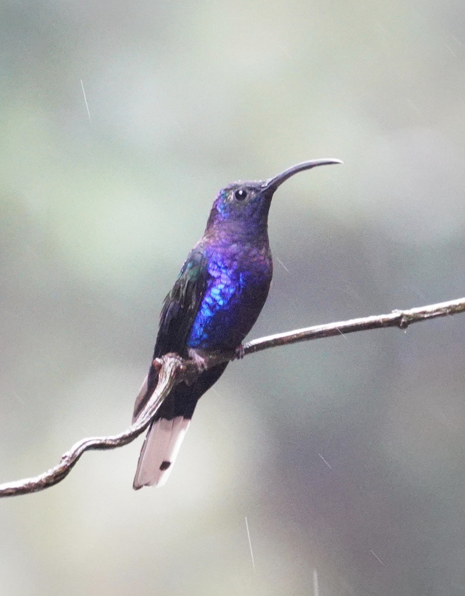 Violet Sabrewing - ML645589672