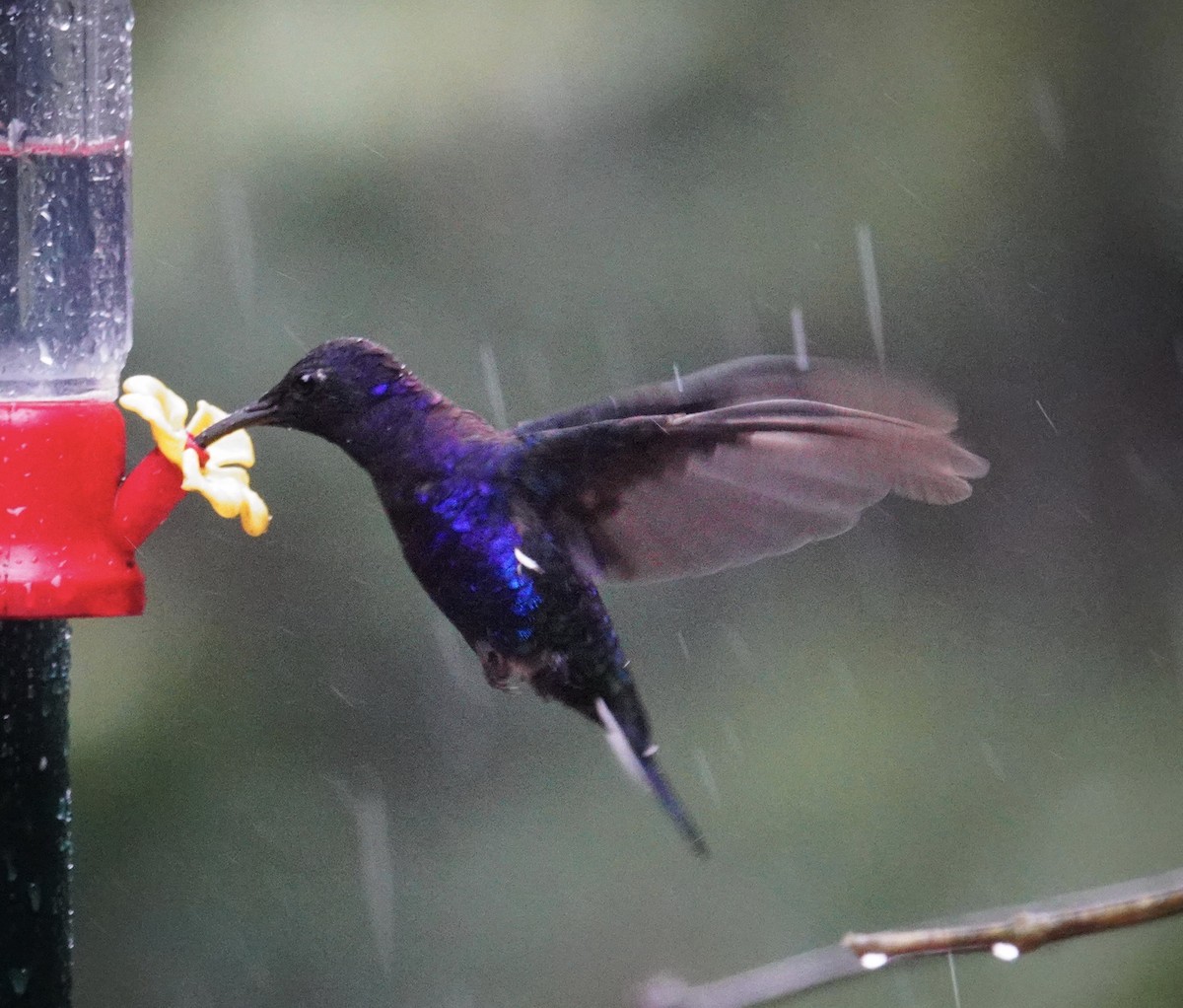 Violet Sabrewing - ML645589673