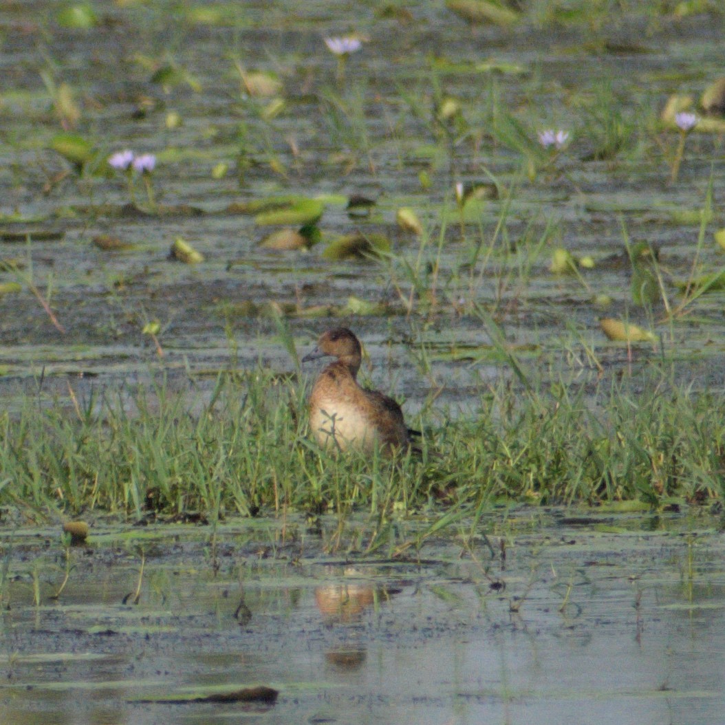 Eurasian Wigeon - ML645589674