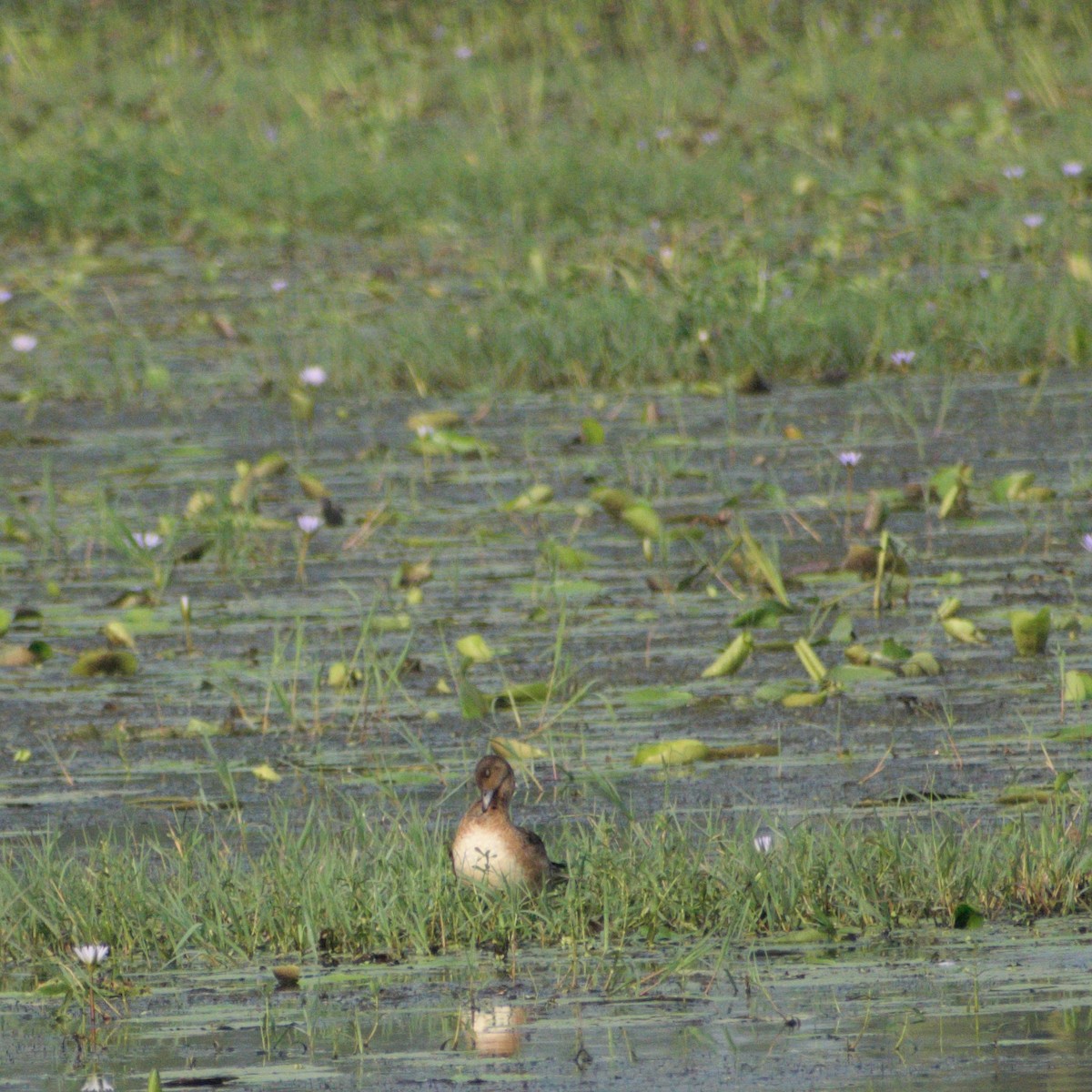 Eurasian Wigeon - ML645589675
