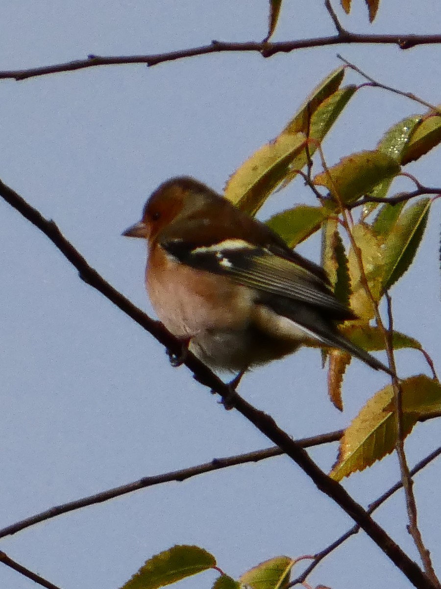 Common Chaffinch - ML645589676