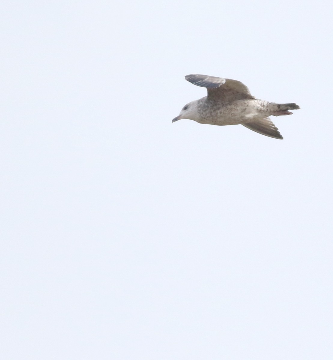 European Herring Gull - ML645589677