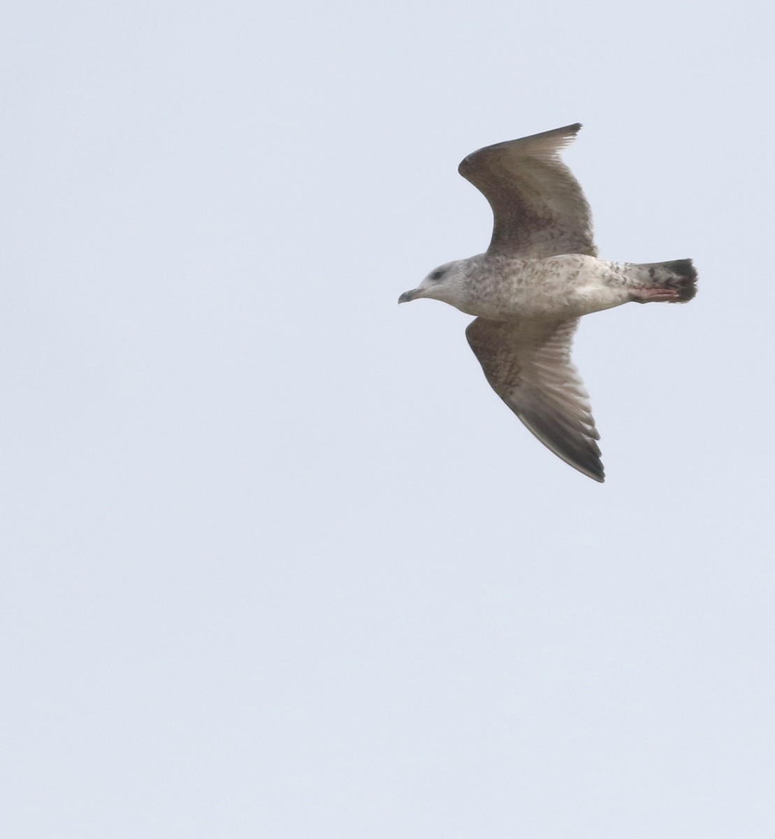 European Herring Gull - ML645589678