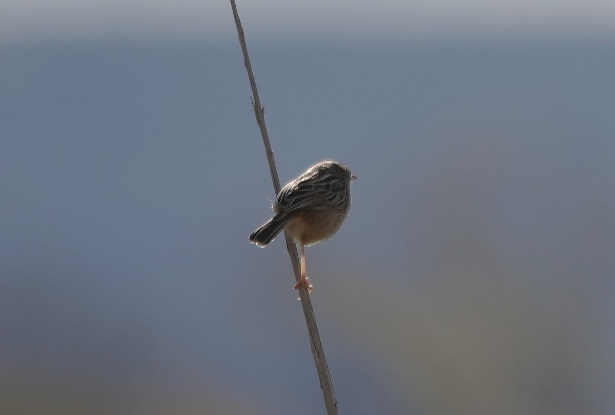 Zitting Cisticola - ML645589680