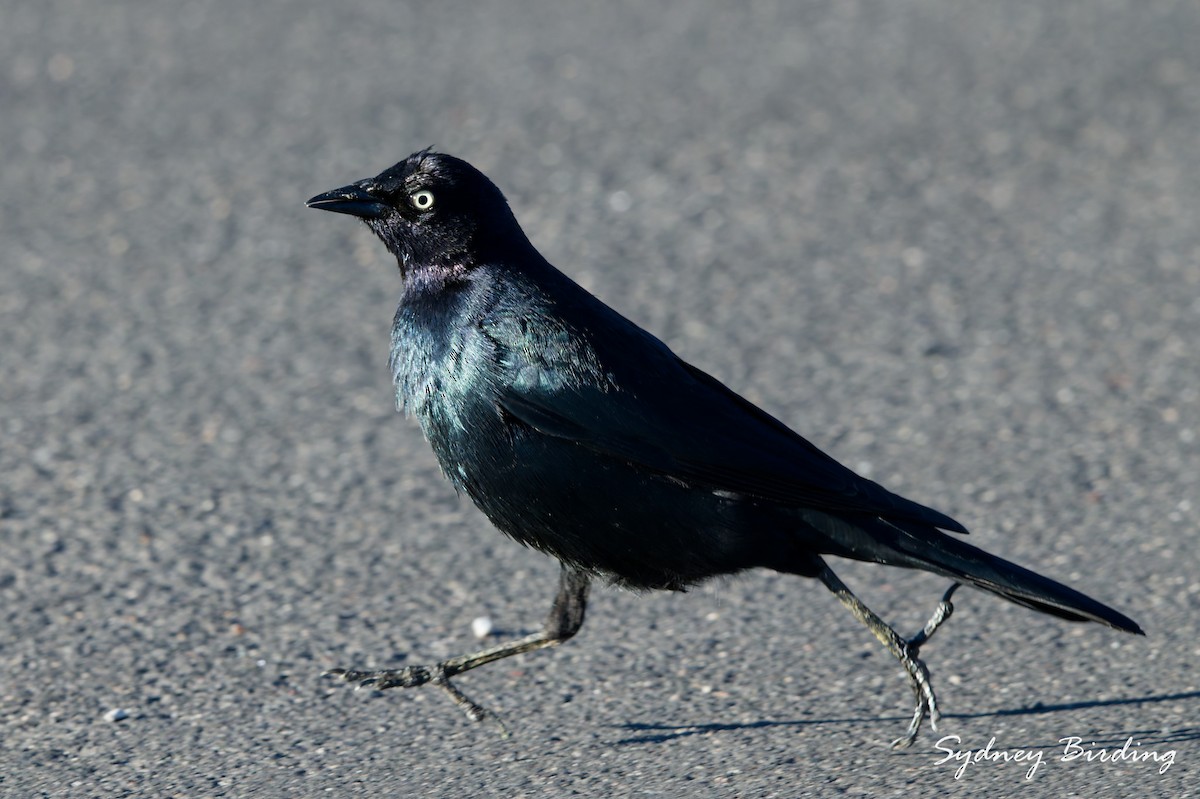 Brewer's Blackbird - ML645589682