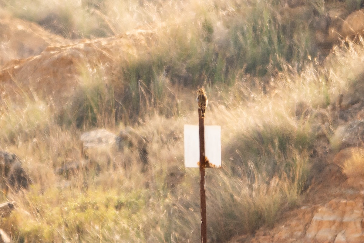 Rock Sparrow - ML645589683