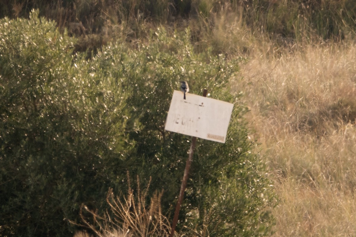 Iberian Gray Shrike - ML645589684