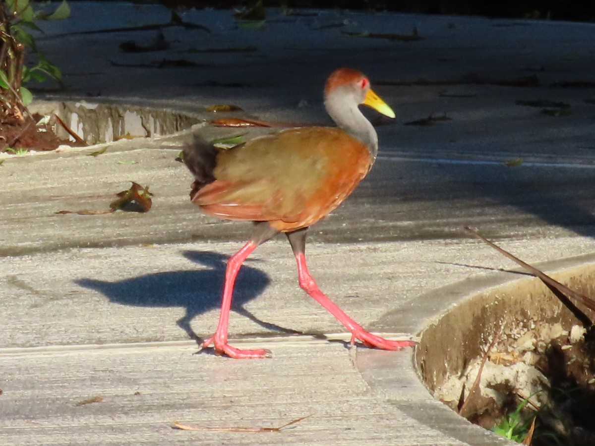 Russet-naped Wood-Rail - ML645589686