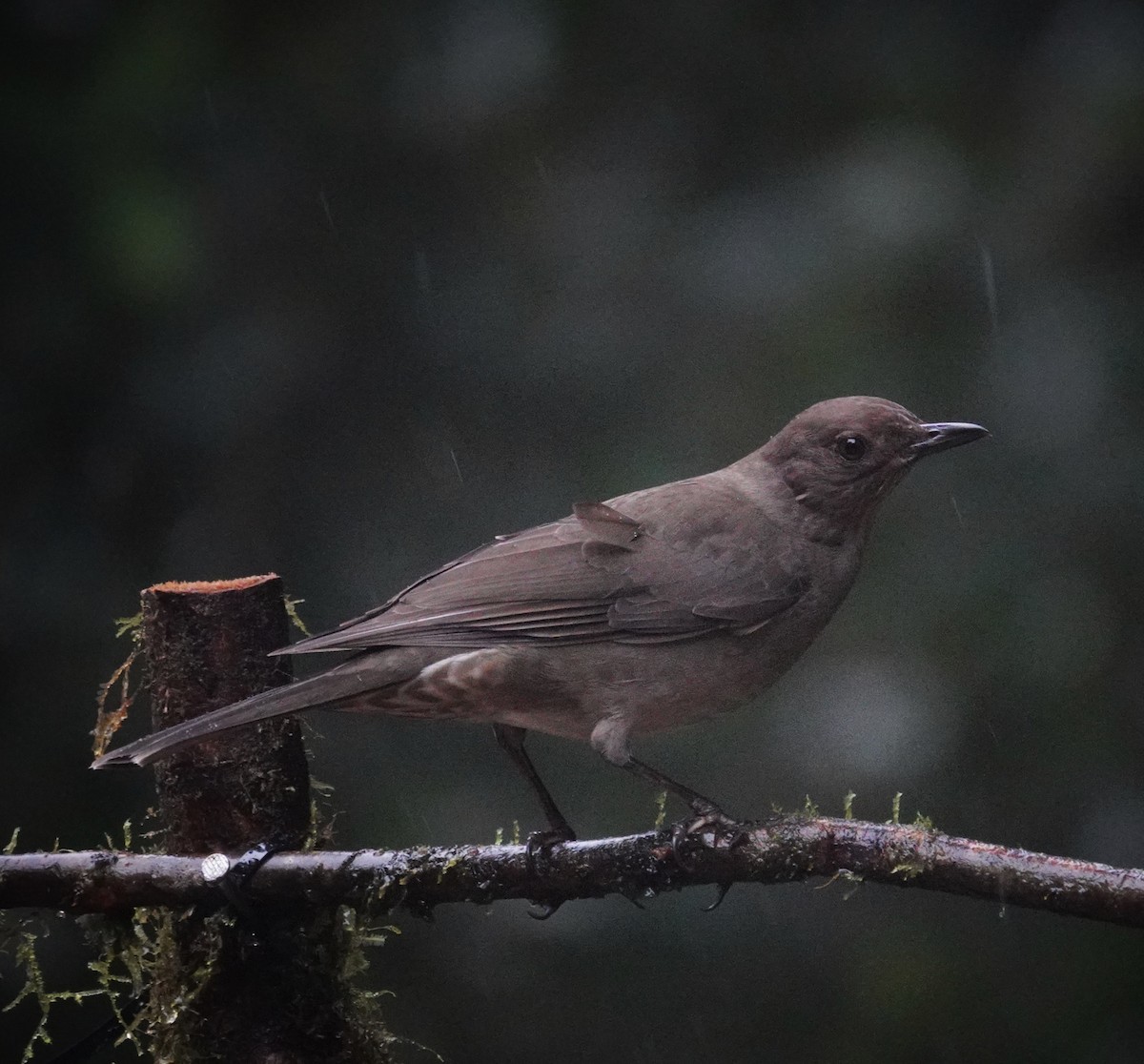 Mountain Thrush - ML645589687