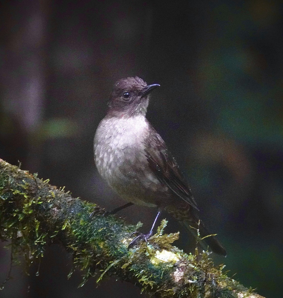 Mountain Thrush - ML645589688