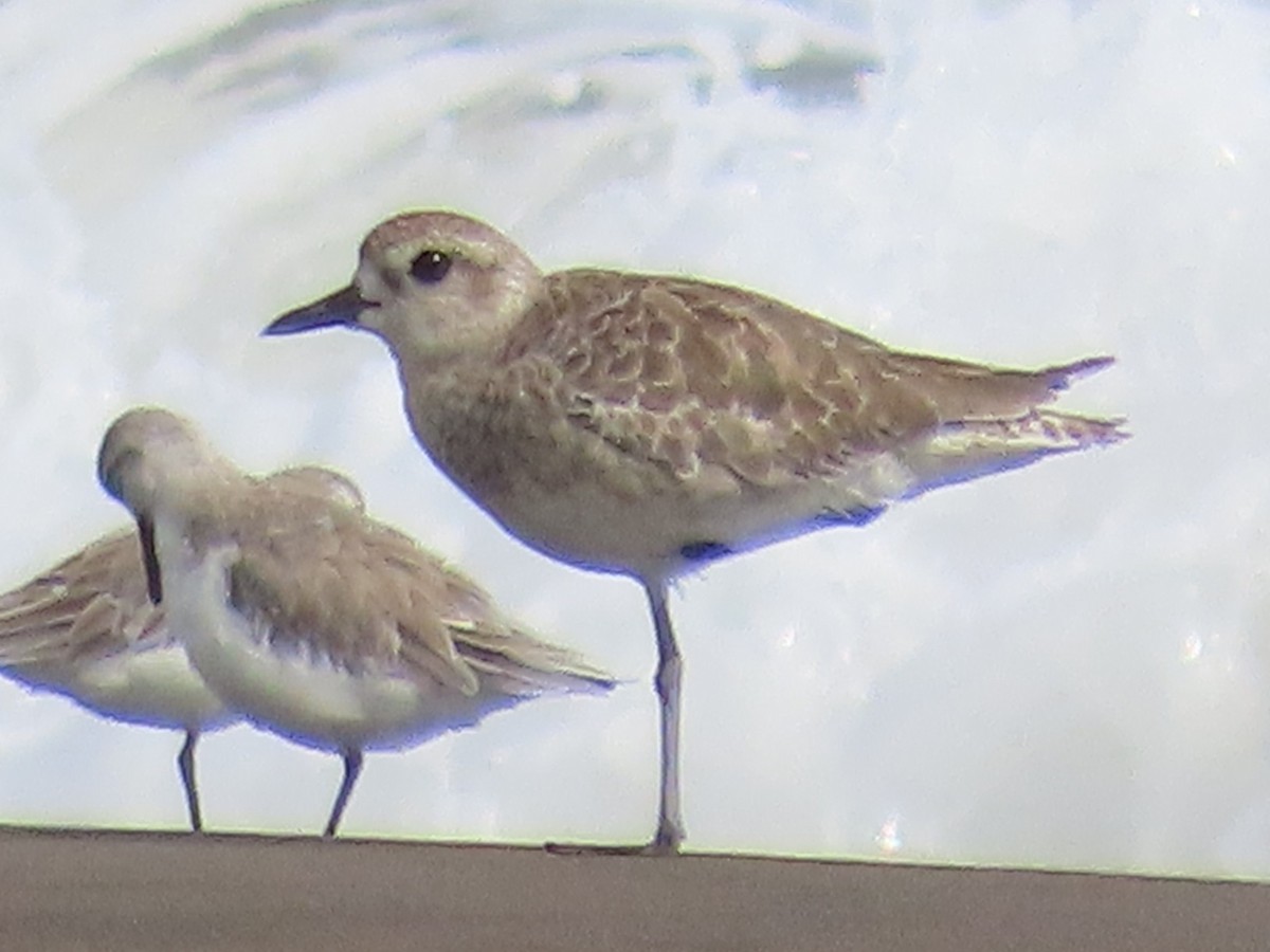 Black-bellied Plover - ML645589689