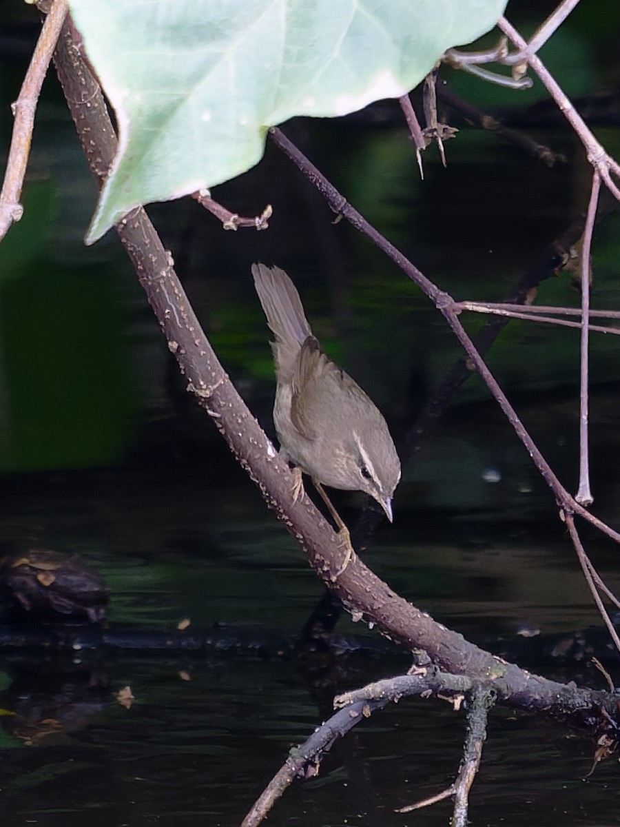 Dusky Warbler - ML645589690
