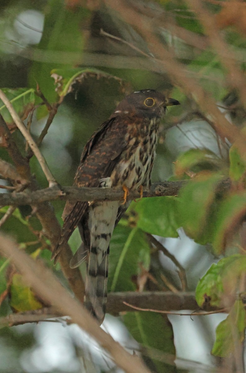 Hodgson's Hawk-Cuckoo - ML645589691