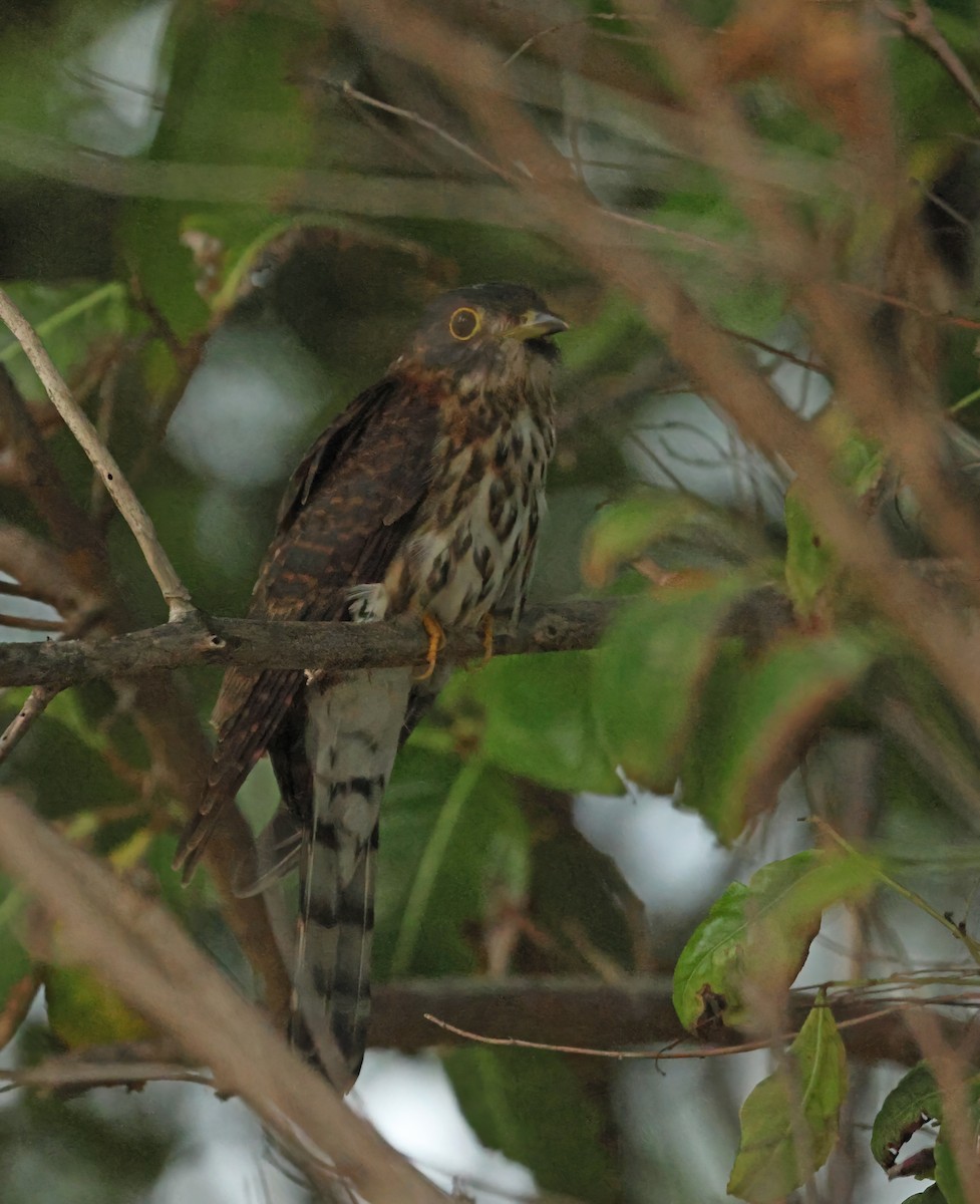 Hodgson's Hawk-Cuckoo - ML645589692