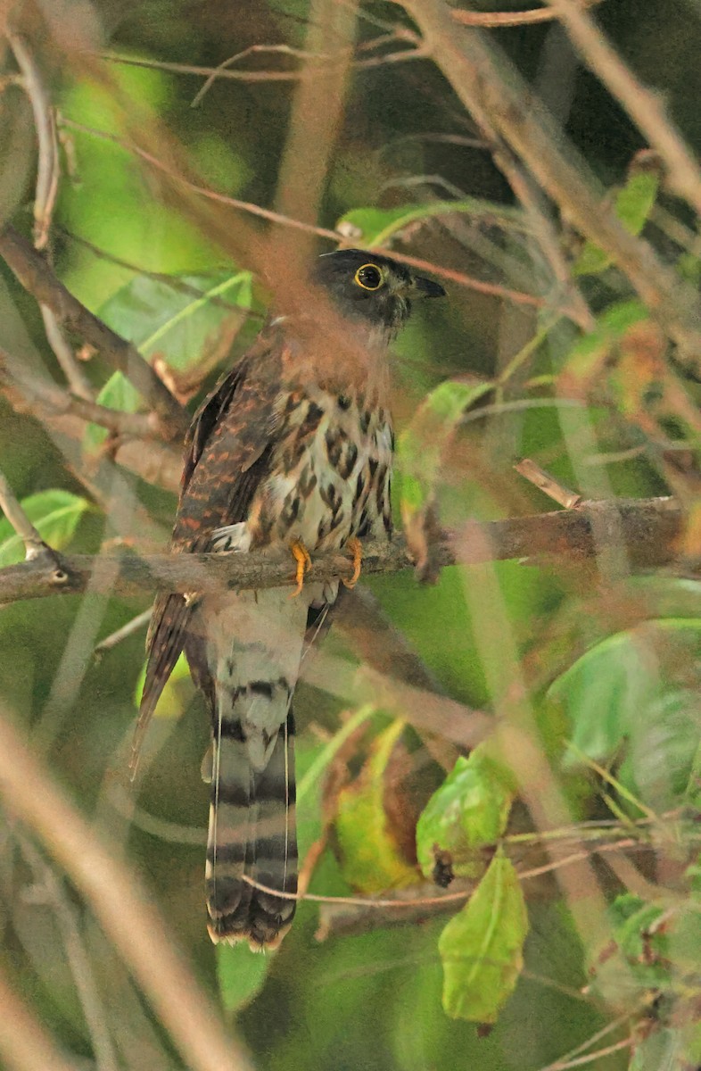 Hodgson's Hawk-Cuckoo - ML645589693