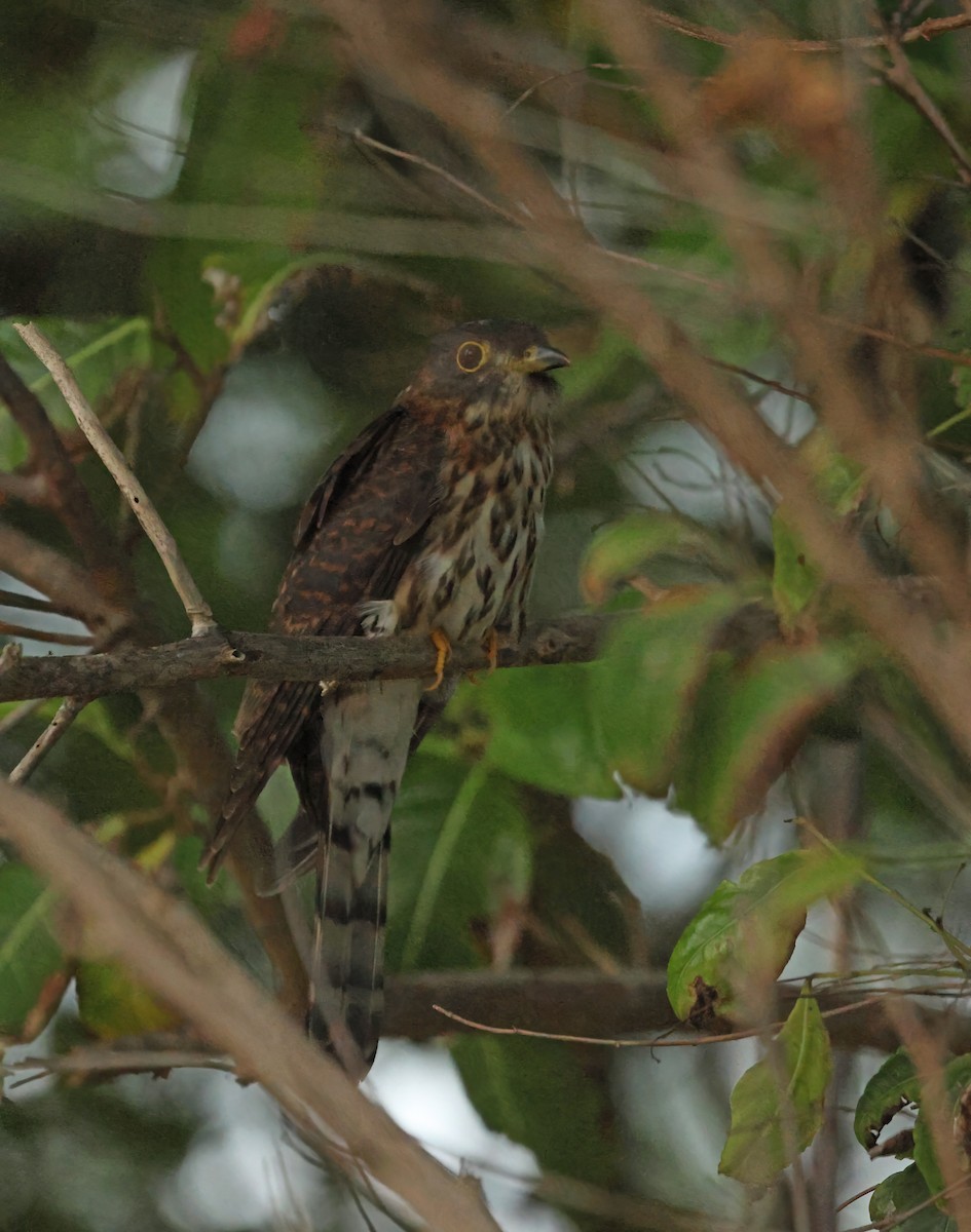 Hodgson's Hawk-Cuckoo - ML645589694