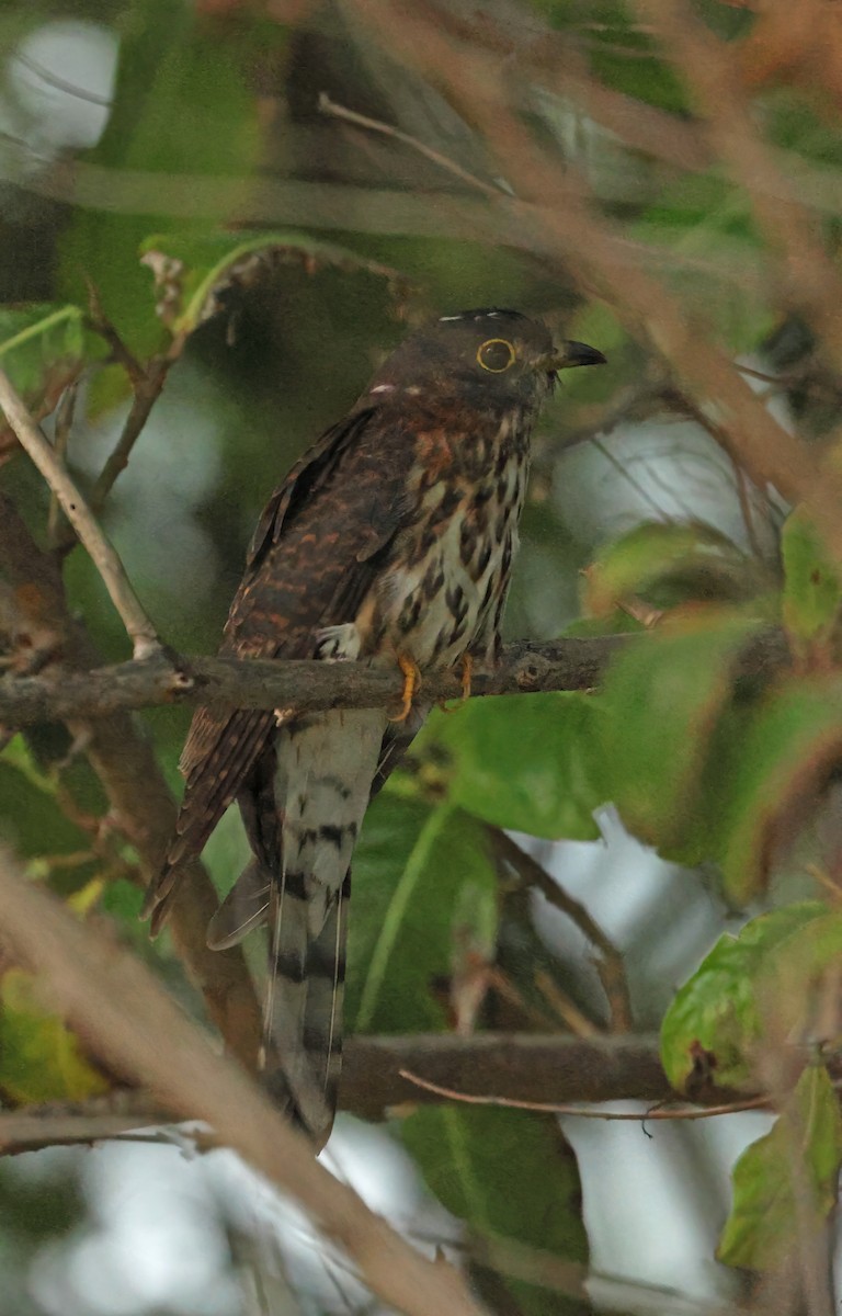 Hodgson's Hawk-Cuckoo - ML645589695