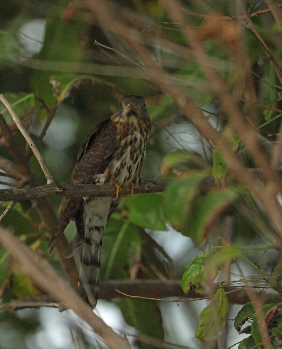 Hodgson's Hawk-Cuckoo - ML645589696