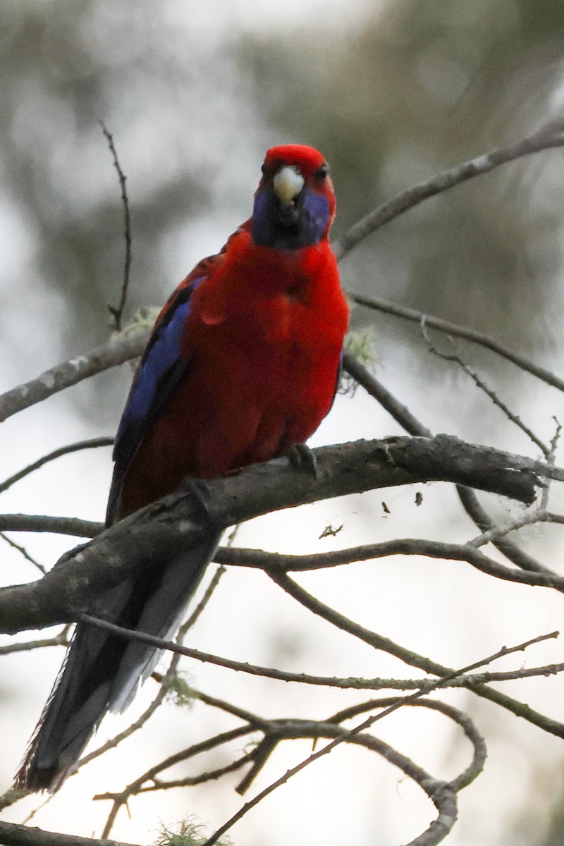 Crimson Rosella - ML645589697
