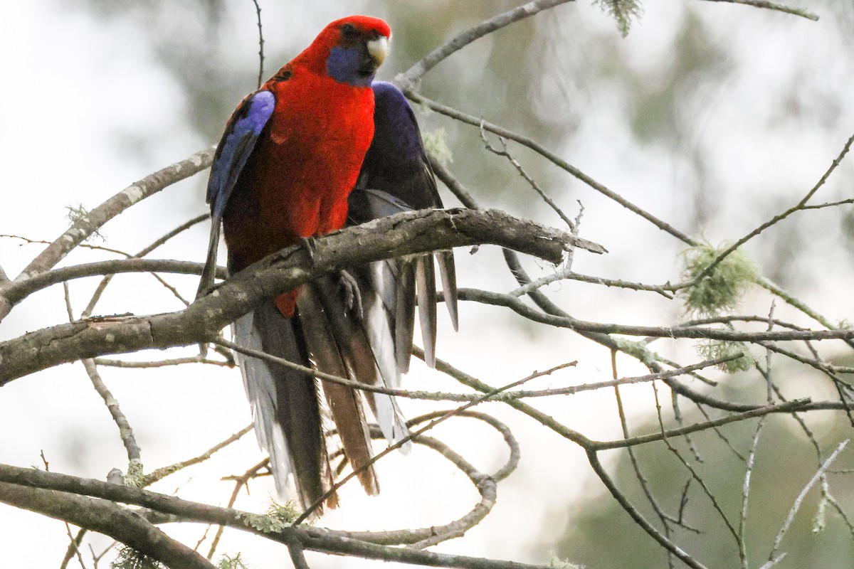 Crimson Rosella - ML645589698