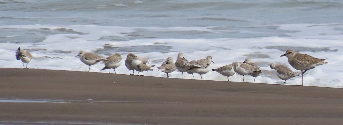 Sanderling - ML645589699