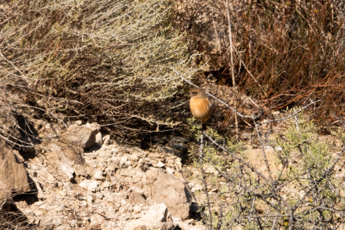 European Stonechat - ML645589700