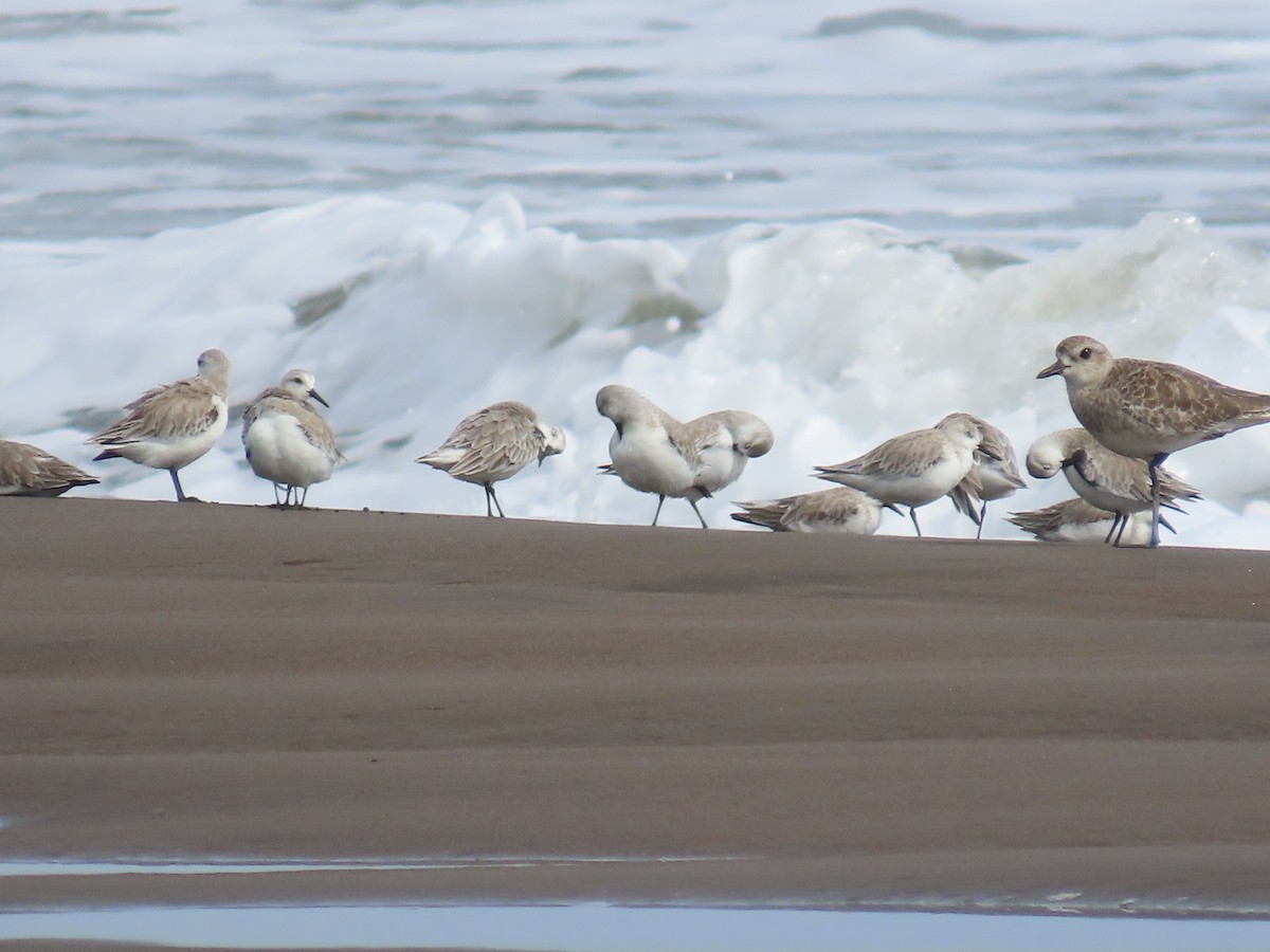 Sanderling - ML645589702